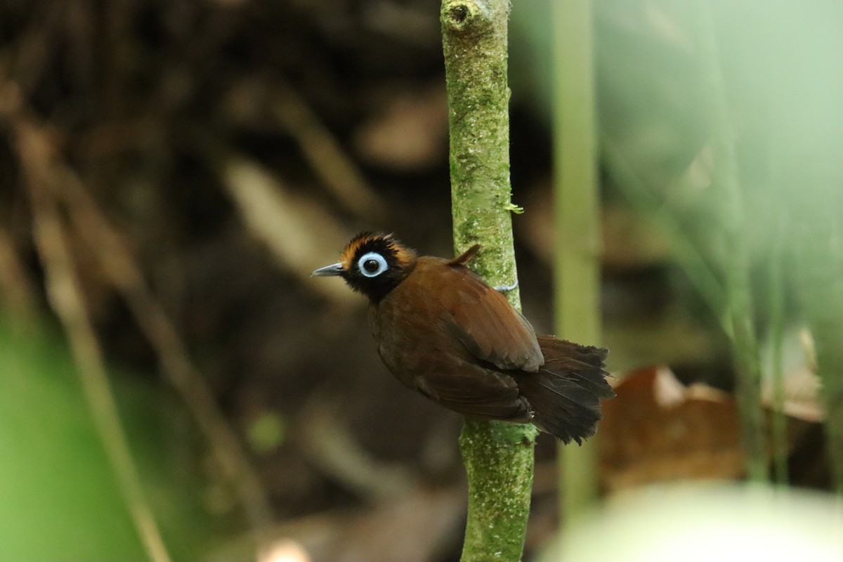 Hairy-crested Antbird - Marcelo Quipo