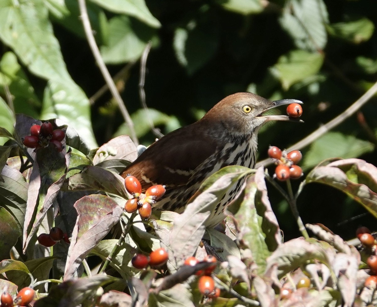 Brown Thrasher - ML609327270