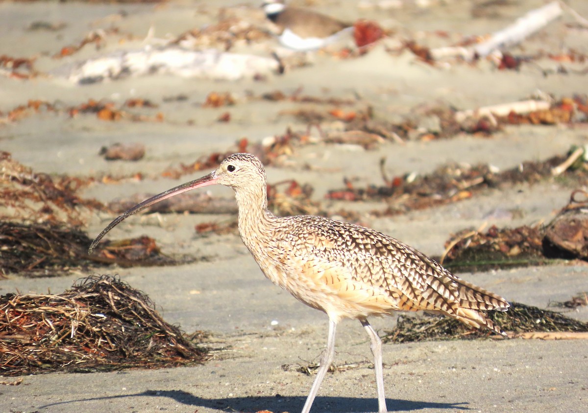 Long-billed Curlew - ML609327599