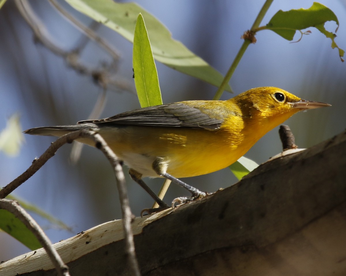 Prothonotary Warbler - Lee Muse