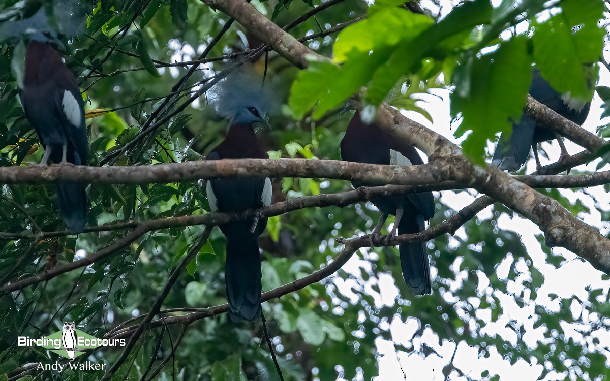 Sclater's Crowned-Pigeon - ML609328065