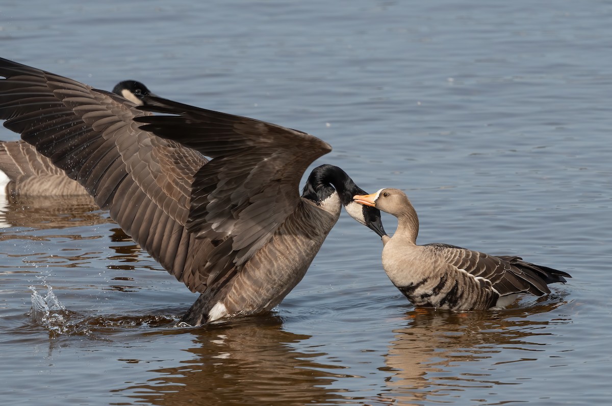 Greater White-fronted Goose - ML609328153