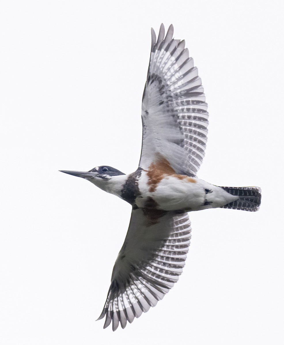 Belted Kingfisher - ML609328155