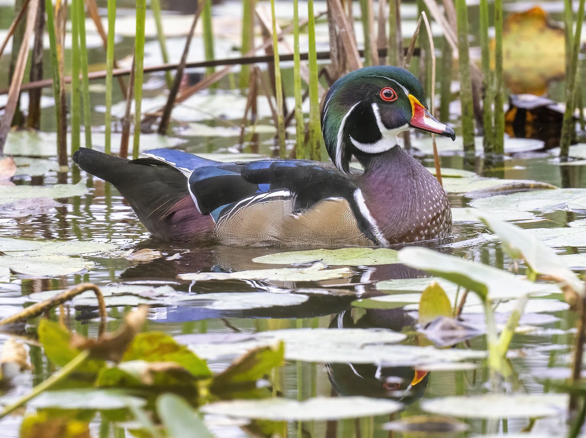 Wood Duck - ML609328156