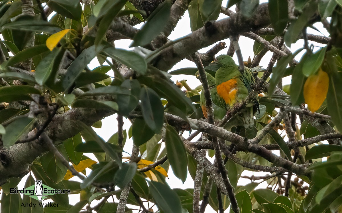 Orange-bellied Fruit-Dove - ML609328169