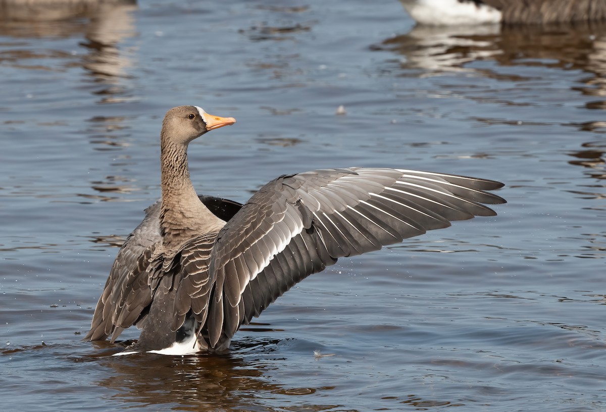 Greater White-fronted Goose - ML609328178