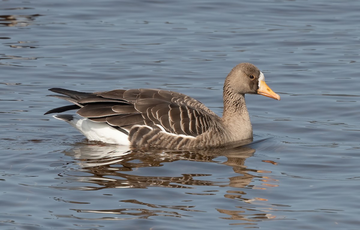 Greater White-fronted Goose - ML609328191