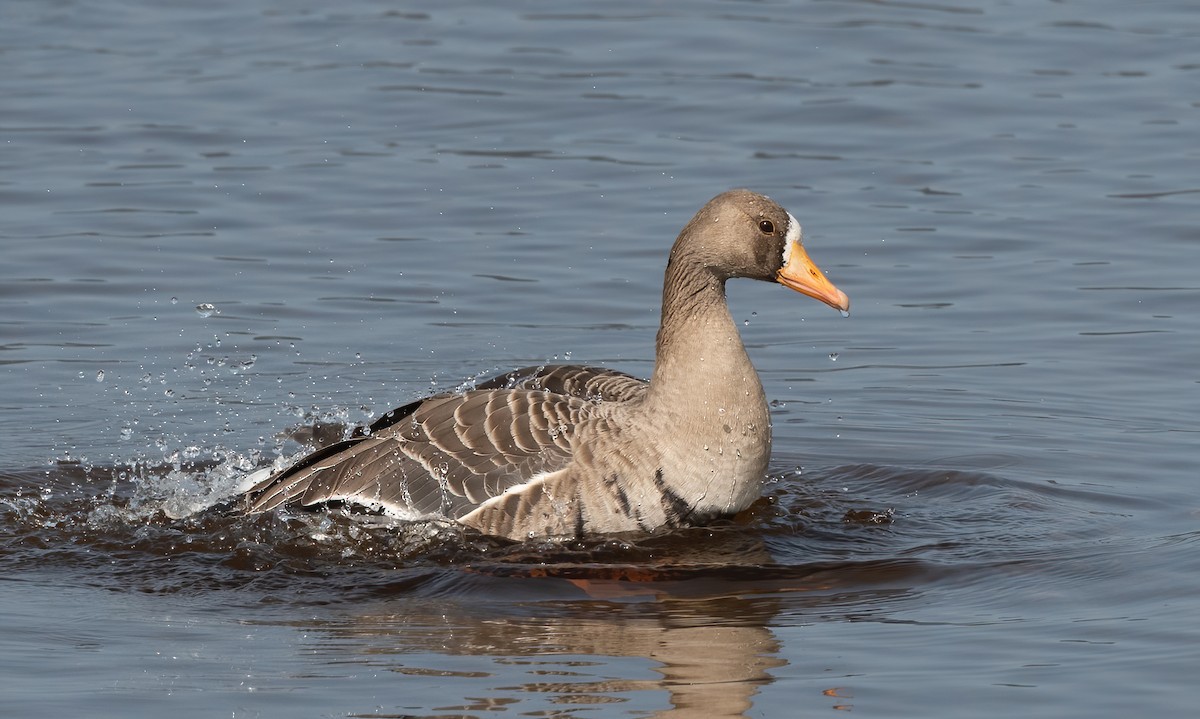 Greater White-fronted Goose - ML609328198