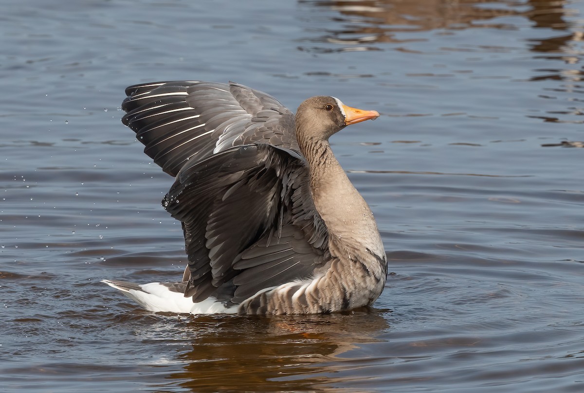 Greater White-fronted Goose - ML609328213