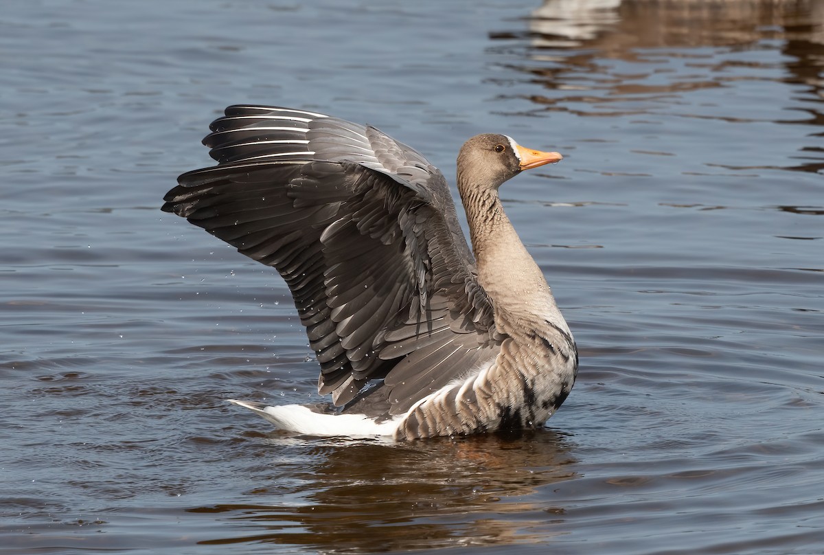 Greater White-fronted Goose - ML609328220