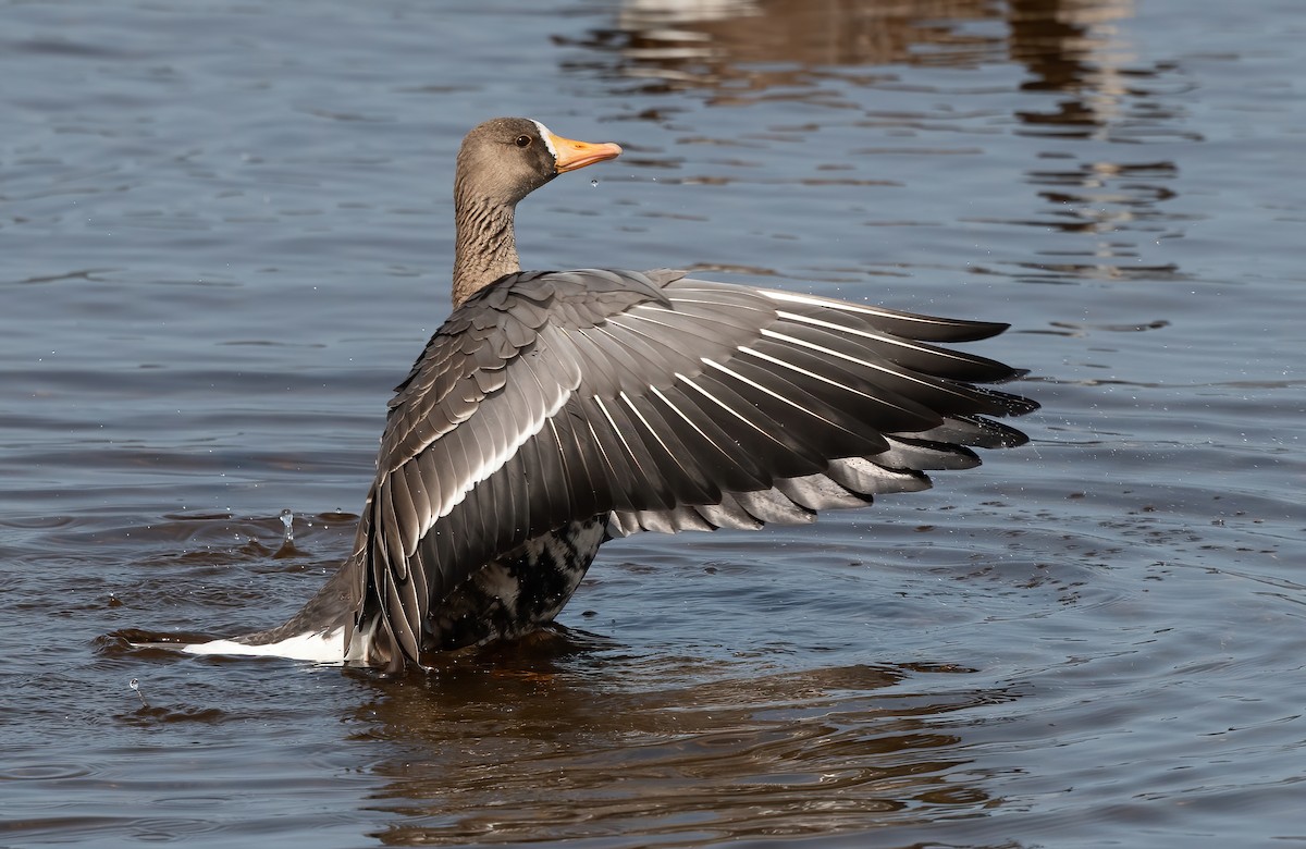 Greater White-fronted Goose - ML609328224
