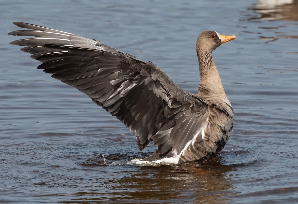 Greater White-fronted Goose - ML609328227