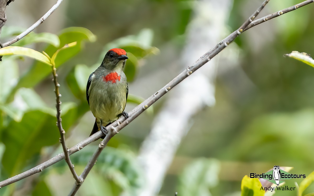 Red-capped Flowerpecker - Andy Walker - Birding Ecotours