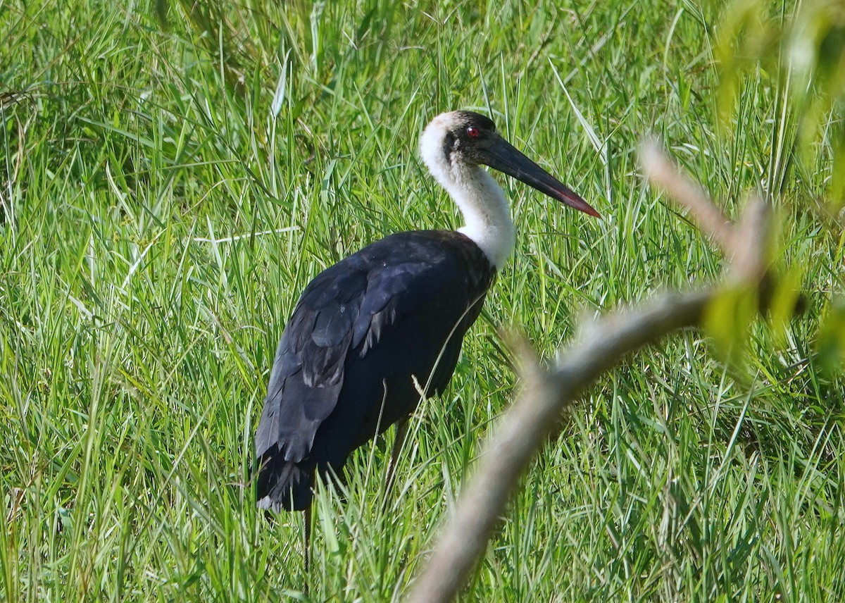 African Woolly-necked Stork - ML609328643