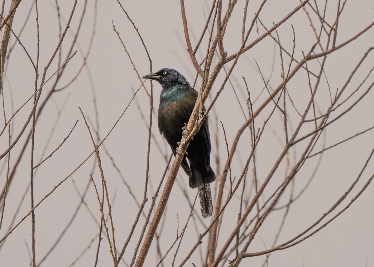 Common Grackle - ML609328671
