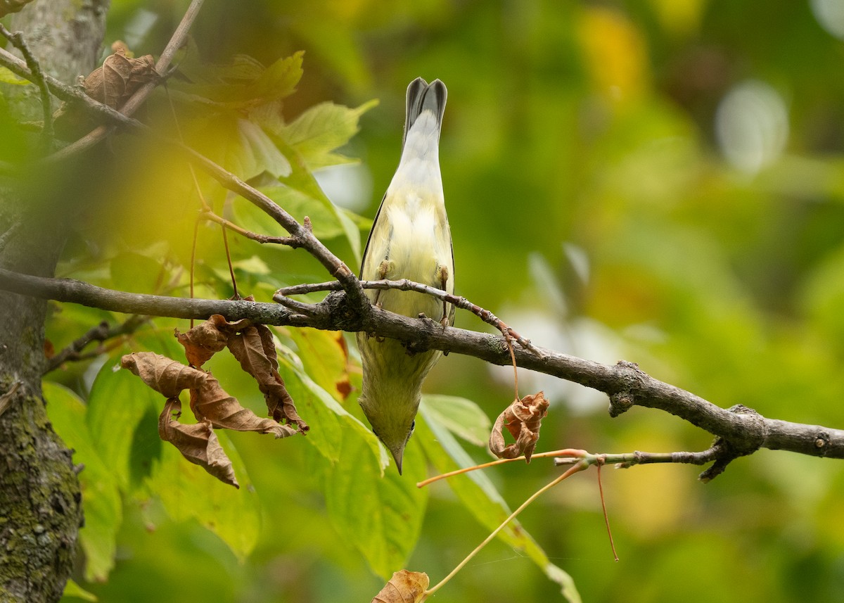 Blackpoll Warbler - ML609328735
