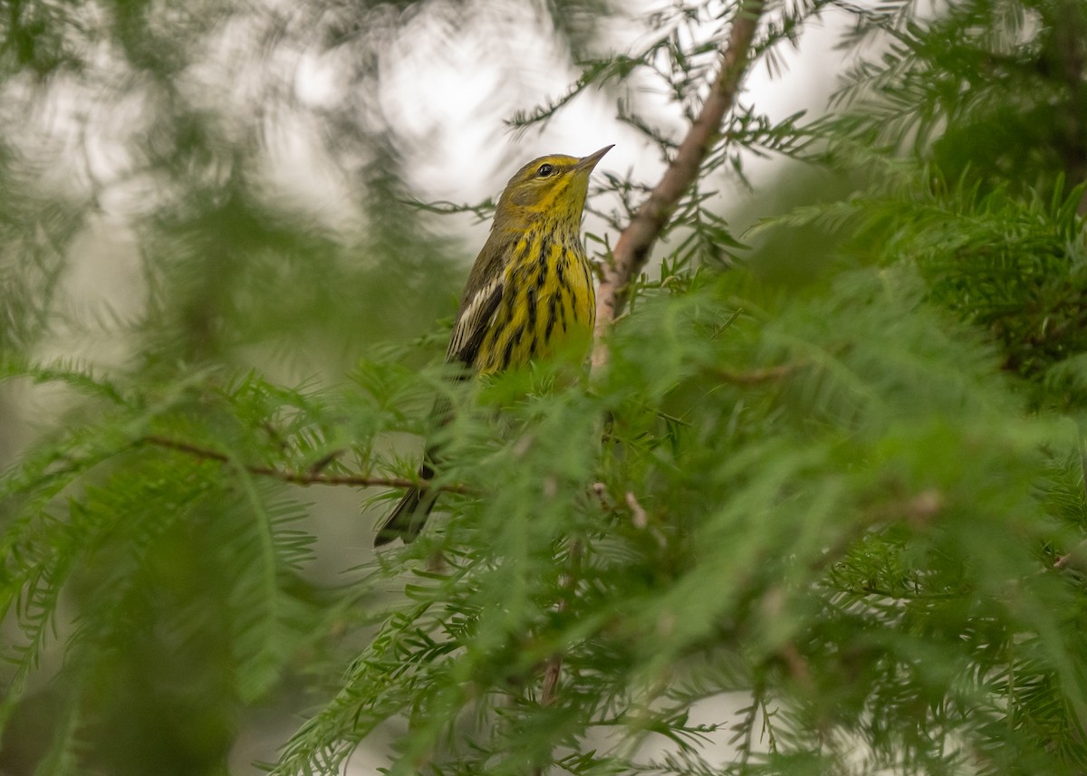 Cape May Warbler - ML609328742