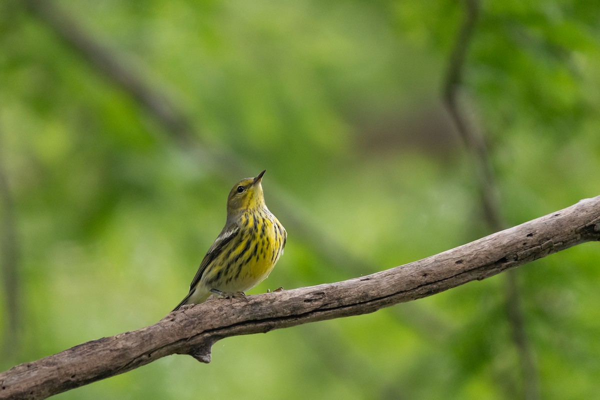 Cape May Warbler - ML609328743