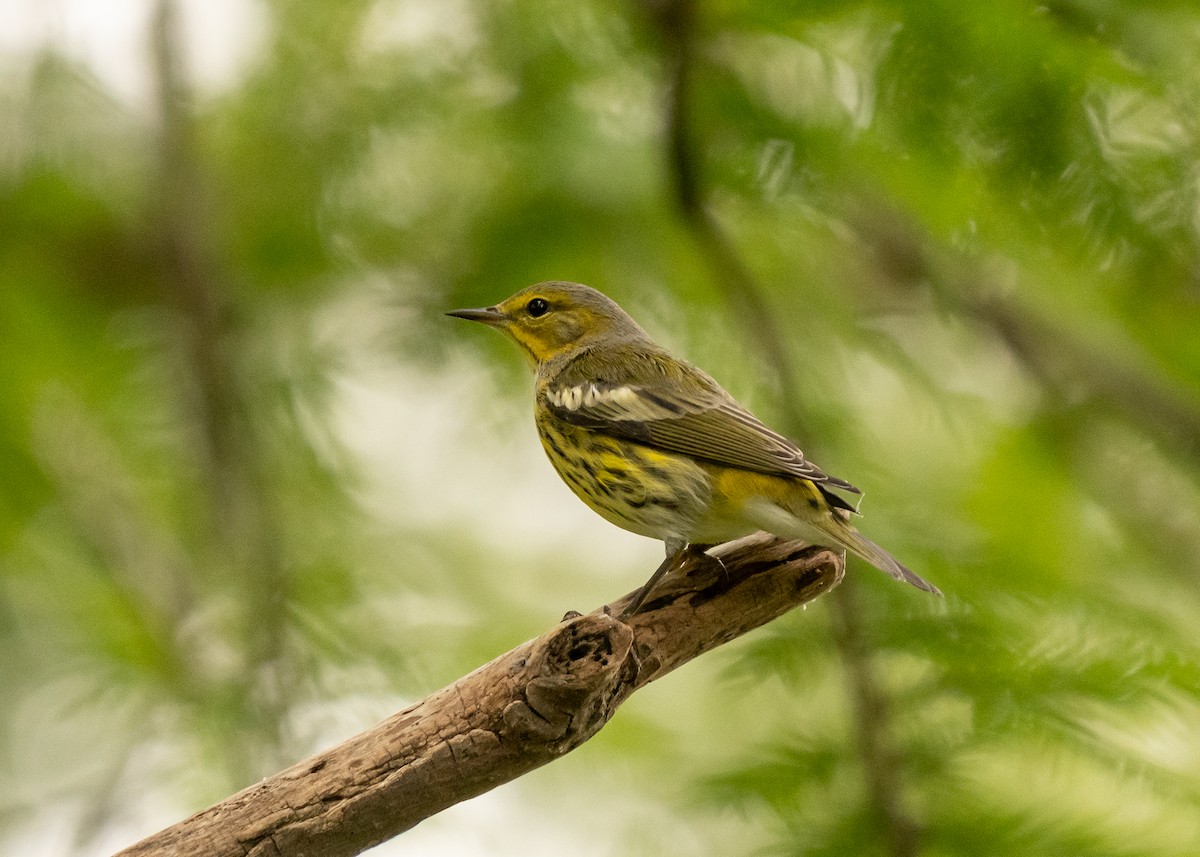 Cape May Warbler - ML609328746
