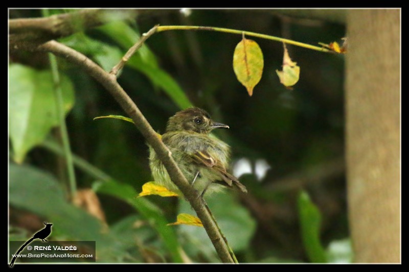 Sepia-capped Flycatcher - ML609328757