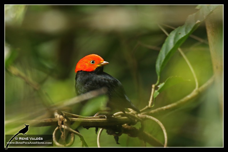 Red-capped Manakin - ML609328786