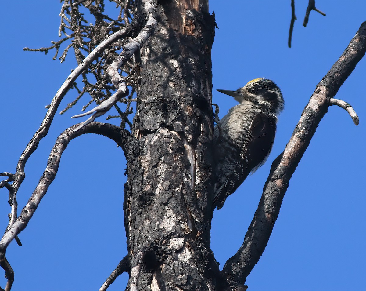 American Three-toed Woodpecker (Northwest) - ML609328930