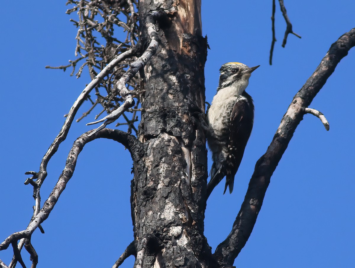 American Three-toed Woodpecker (Northwest) - ML609328931