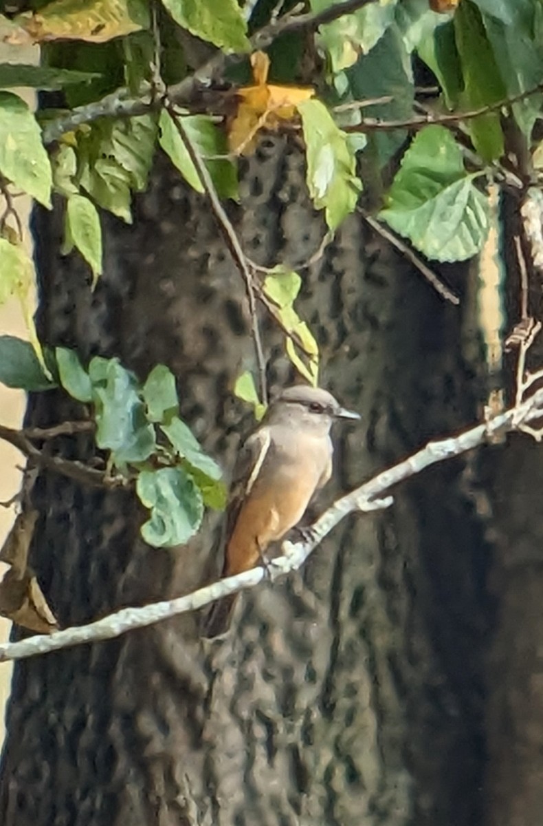 eBird Checklist 27 Sep 2023 Shelby Park and Bottoms 15 species