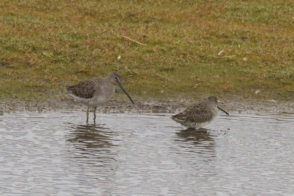 Long-billed Dowitcher - ML609329057