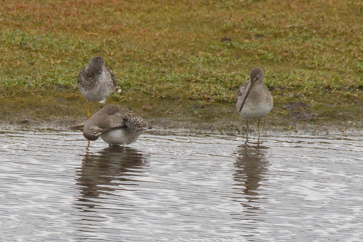 Long-billed Dowitcher - ML609329069