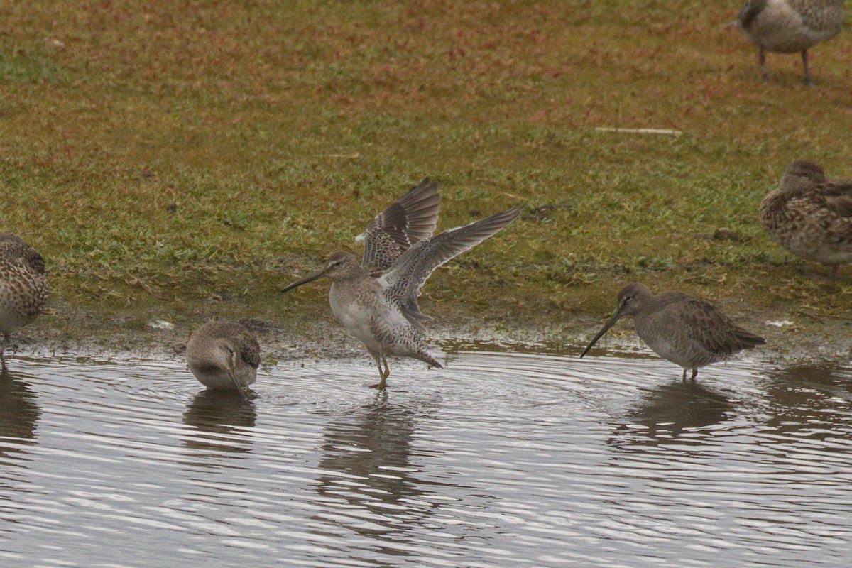 Long-billed Dowitcher - ML609329087