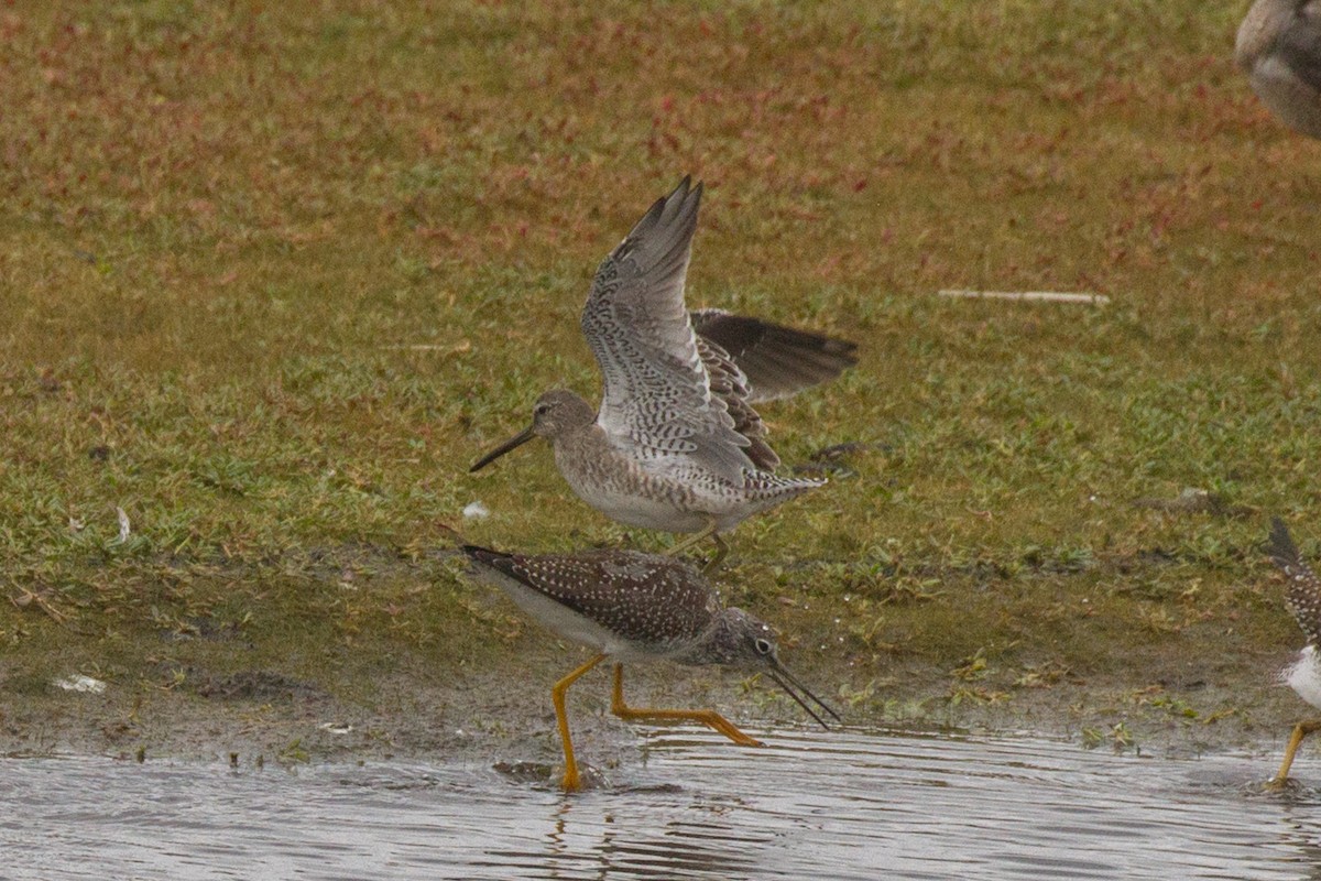 Long-billed Dowitcher - ML609329094