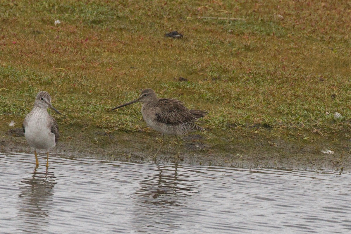 Long-billed Dowitcher - ML609329099