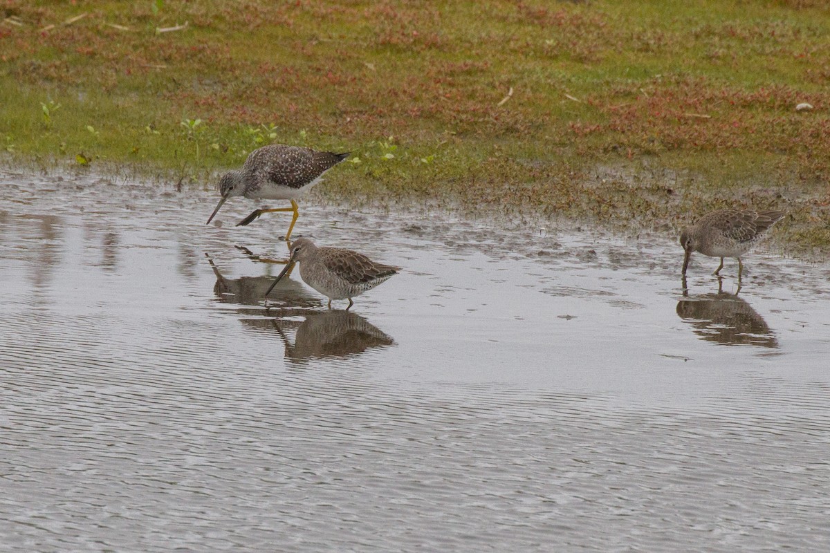 Long-billed Dowitcher - ML609329110