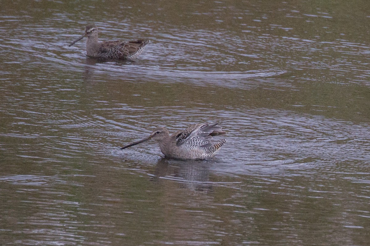 Long-billed Dowitcher - ML609329122