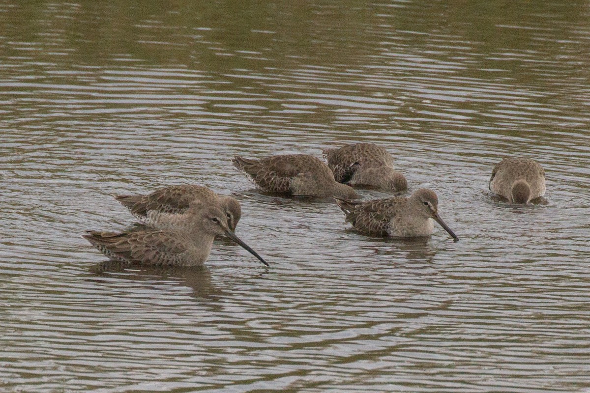 Long-billed Dowitcher - ML609329130