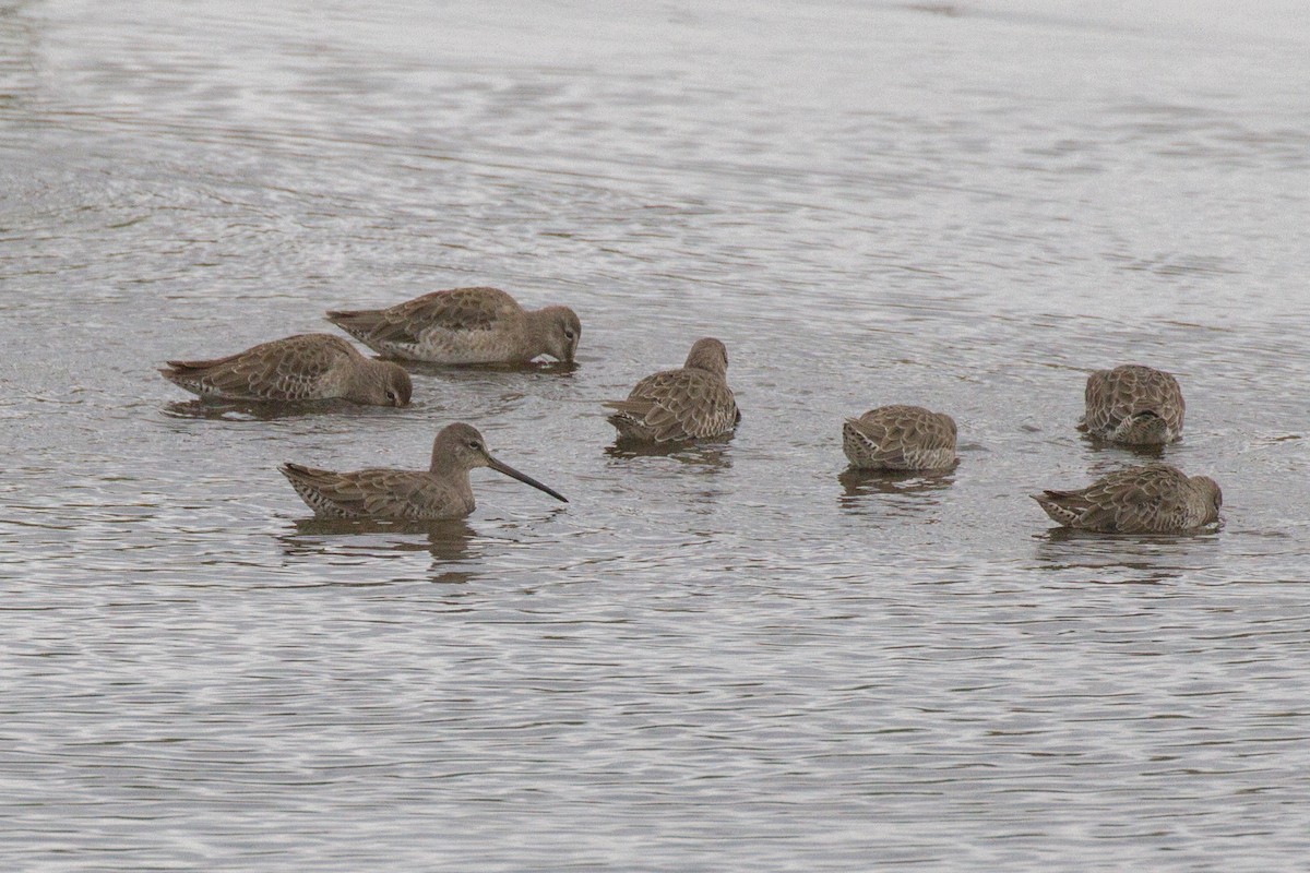 Long-billed Dowitcher - ML609329145