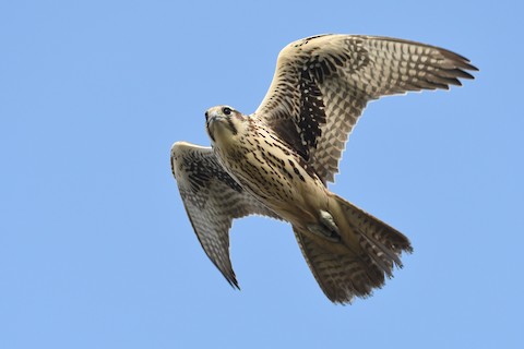 Red Kites – Mary Ann Steggles