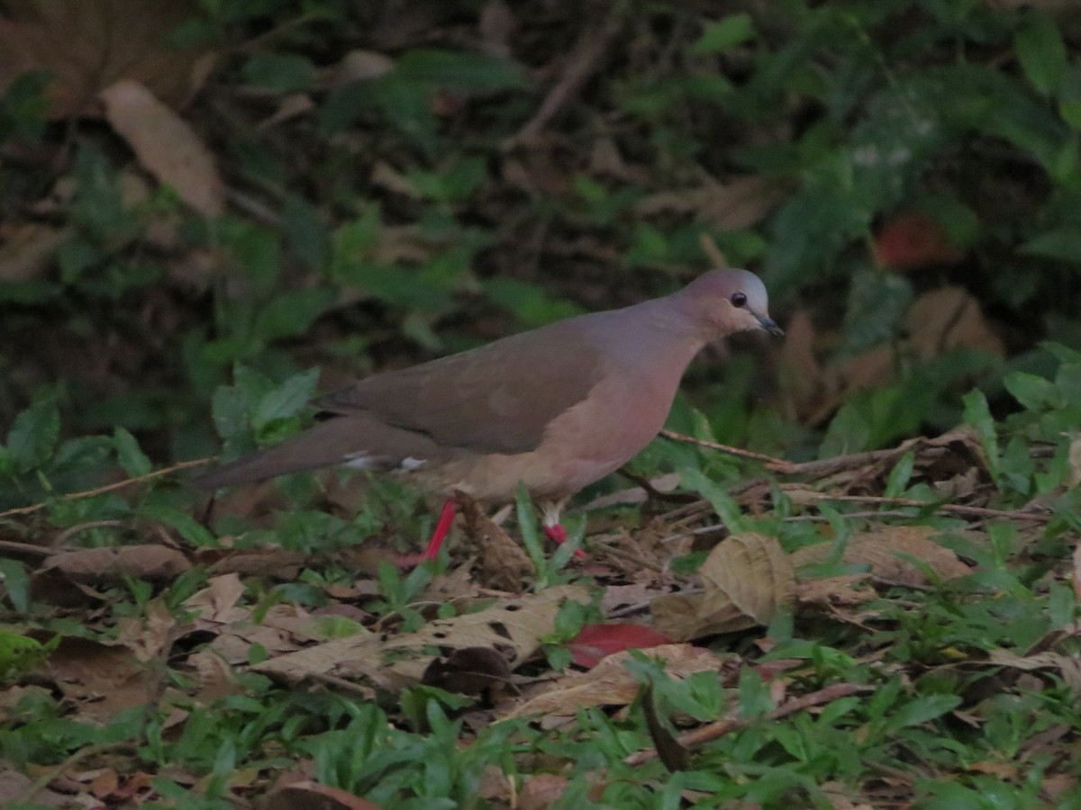 Gray-fronted Dove - ML609329337