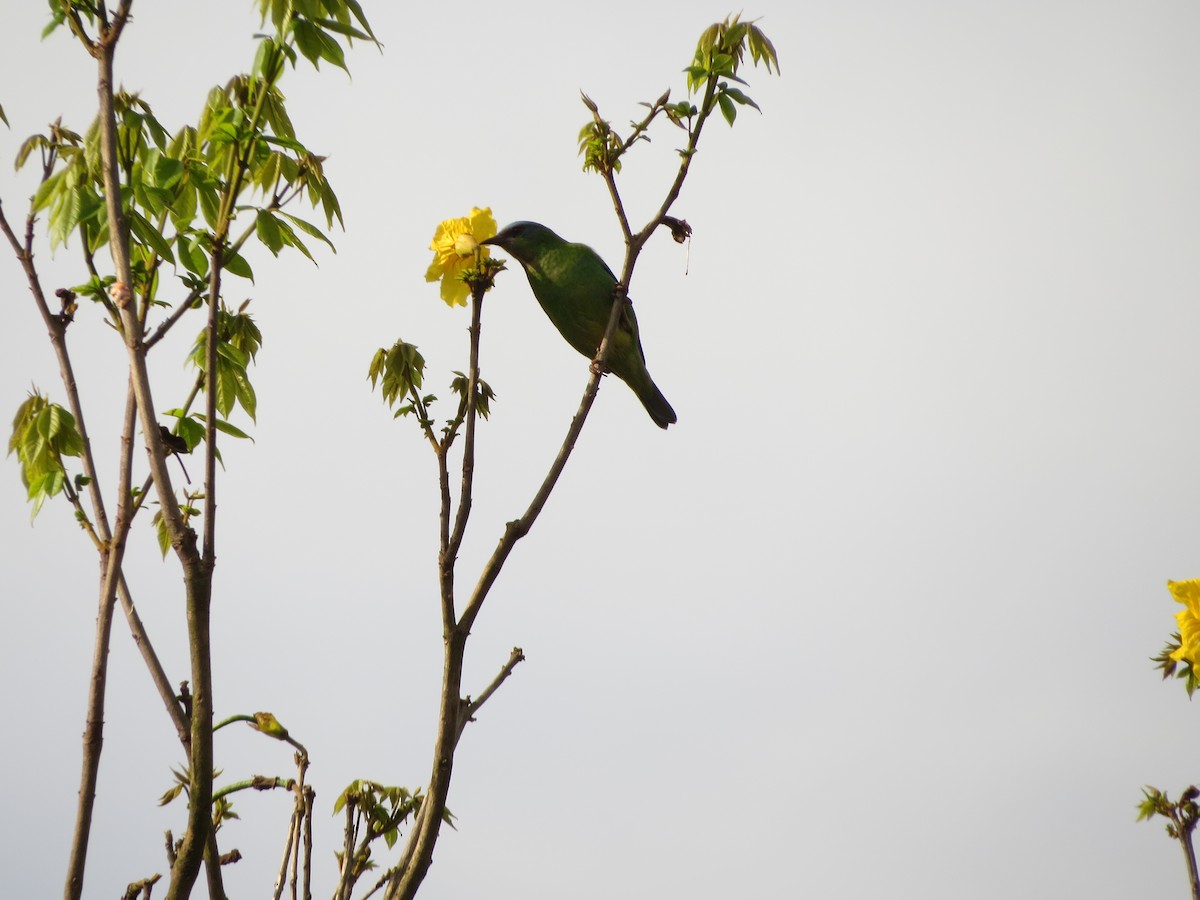 Blue Dacnis - ML609329365