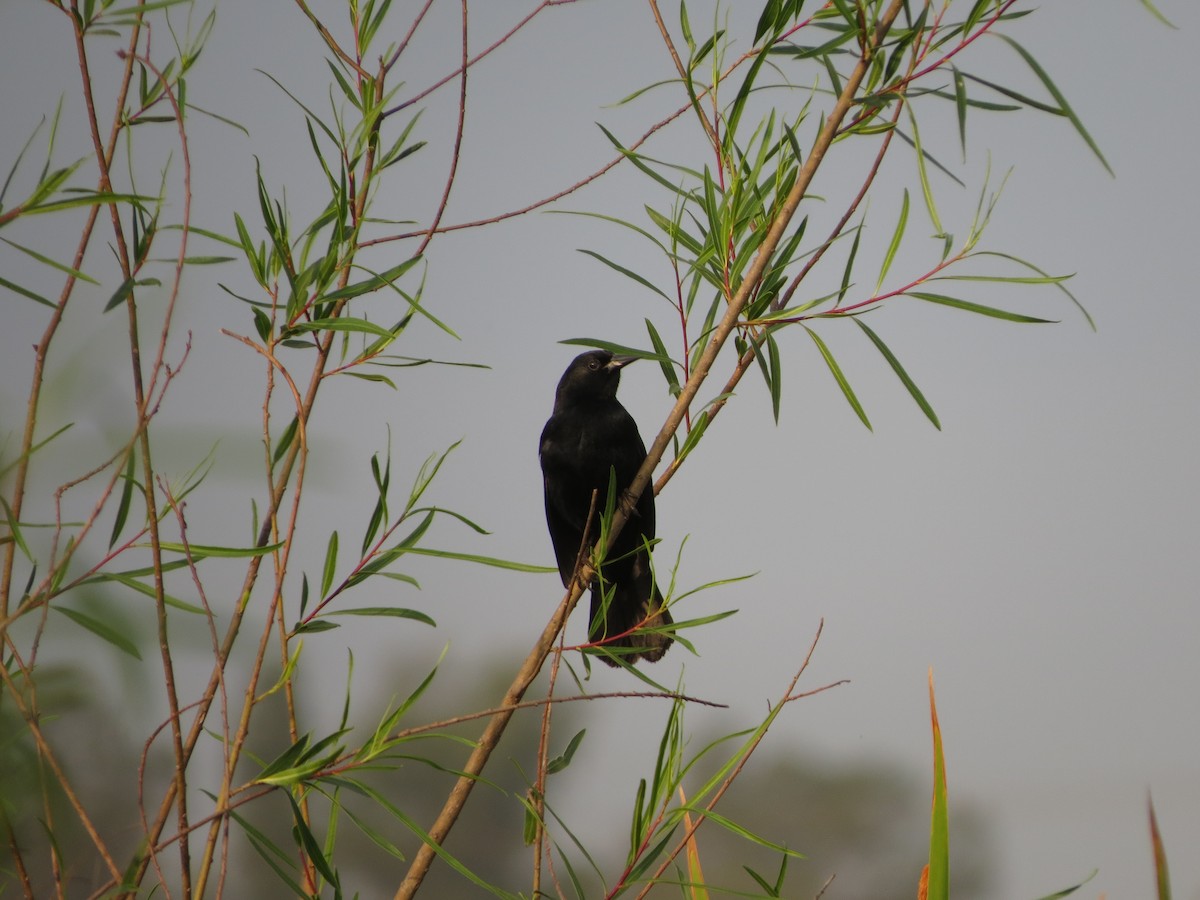 Unicolored Blackbird - ML609329562
