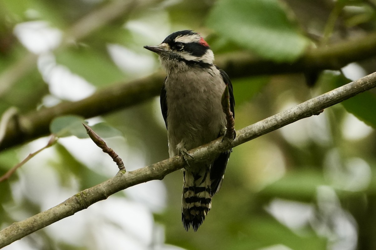 Downy Woodpecker - ML609329574