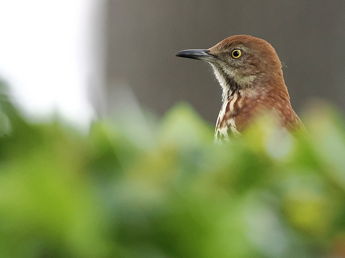 Brown Thrasher - ML609329648