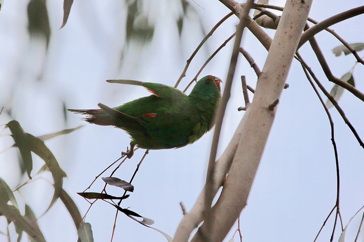 Swift Parrot - Pauline and Ray Priest