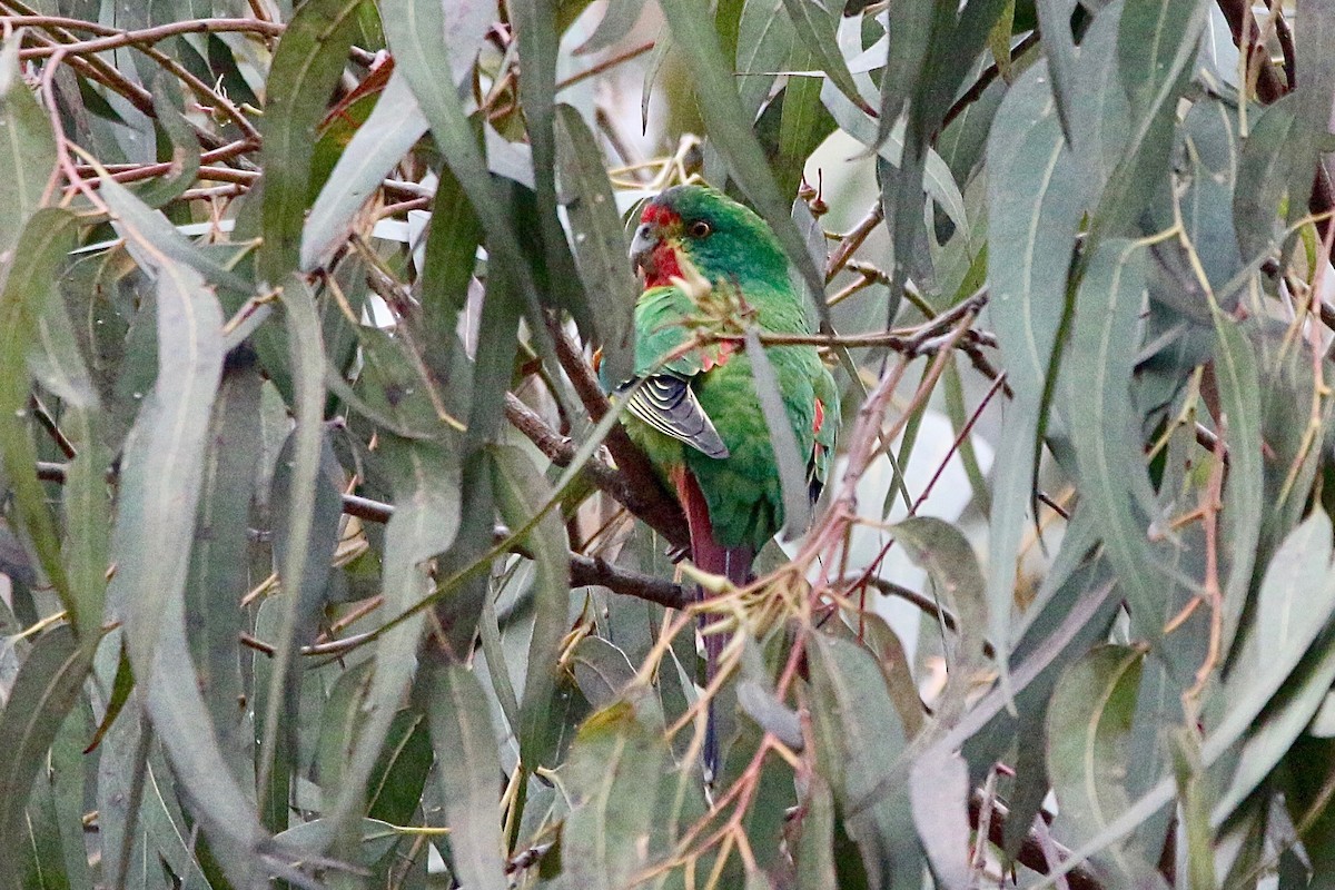 Swift Parrot - Pauline and Ray Priest
