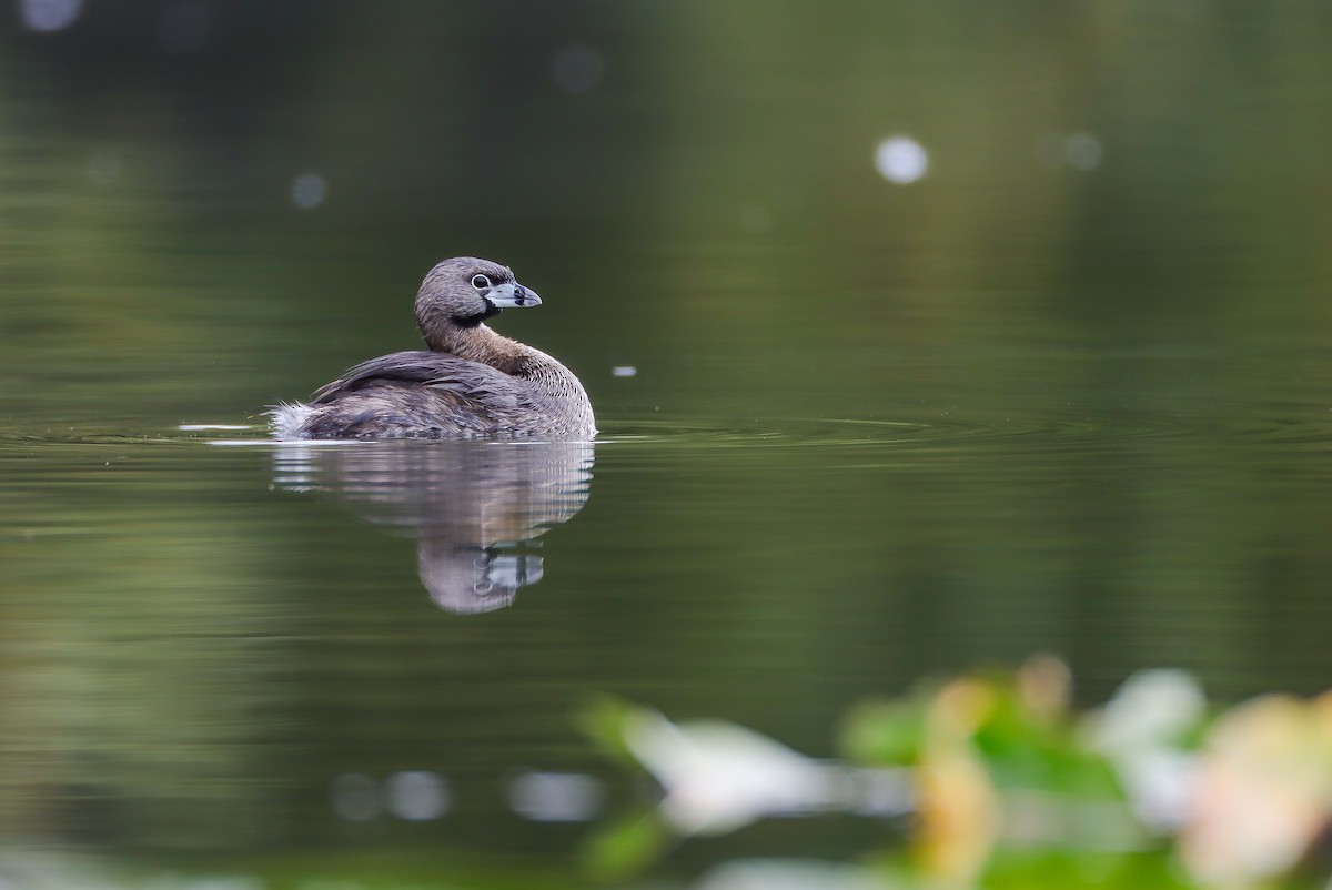Pied-billed Grebe - Andrew Thomas 🦅🪶