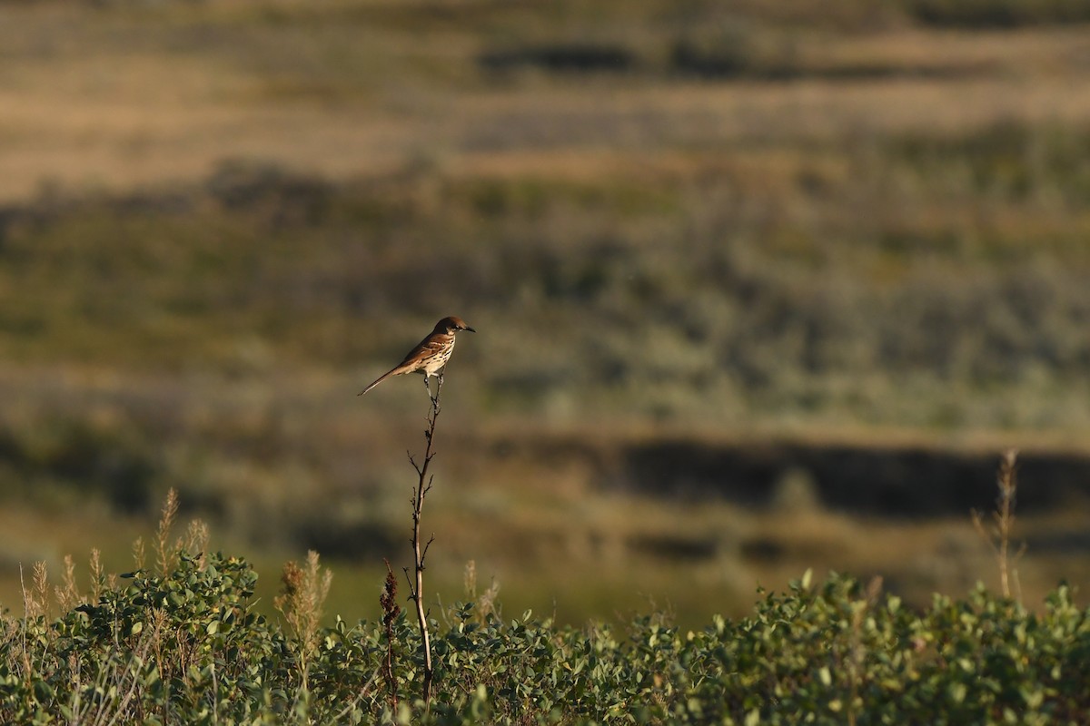 Brown Thrasher - ML609329989