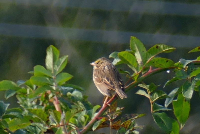Savannah Sparrow - ML609330057