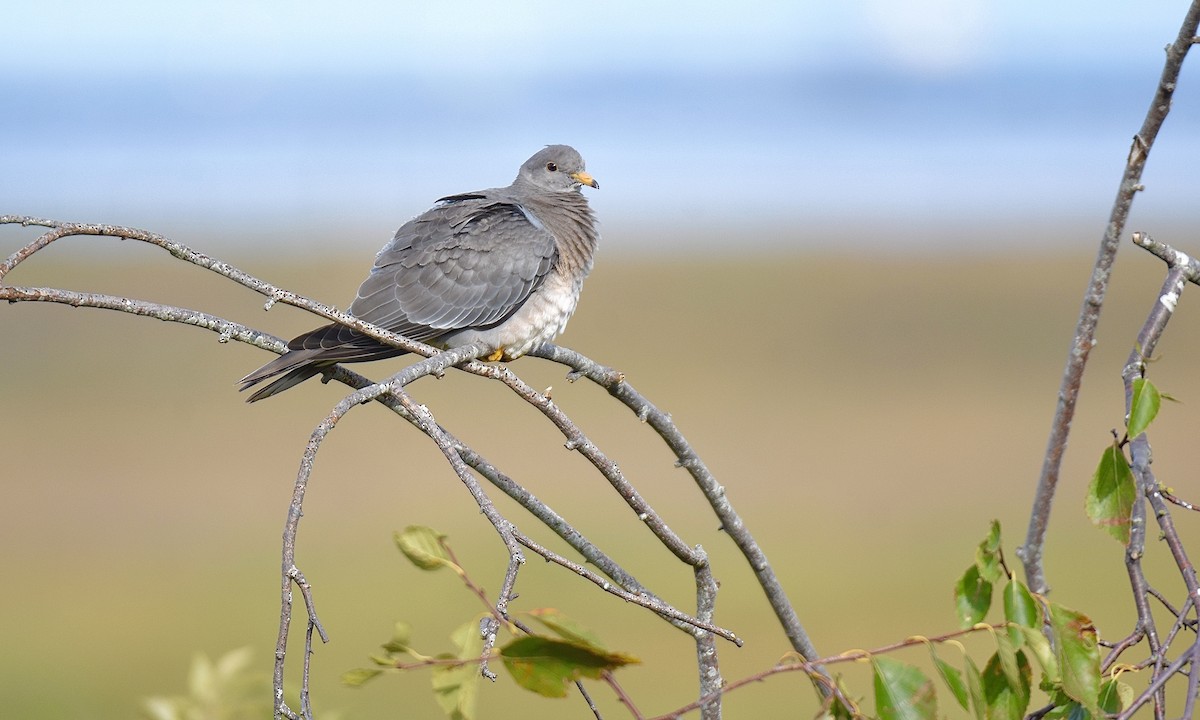 Band-tailed Pigeon - ML609330136
