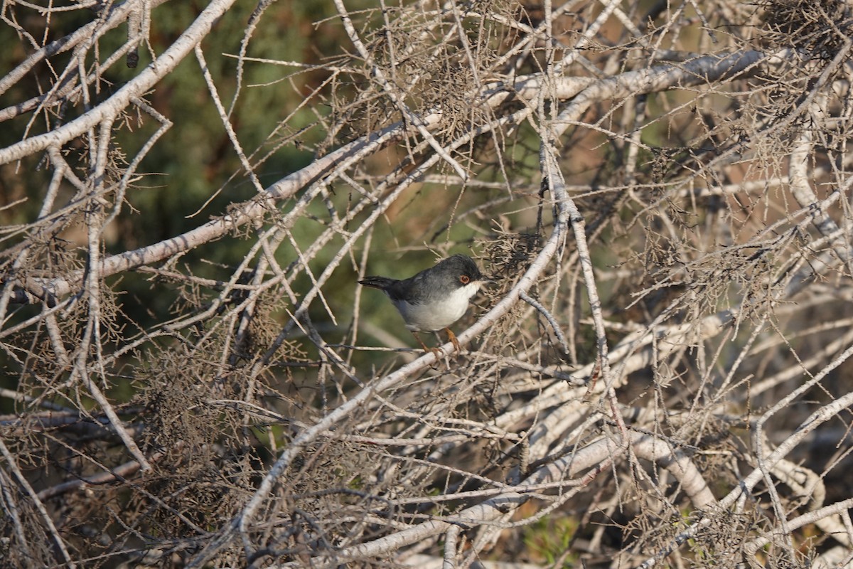 Sardinian Warbler - ML609330414